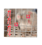 うちのハジ、雷、雪、晴（個別スタンプ：39）