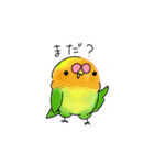 使えそうなインコ 1（個別スタンプ：15）
