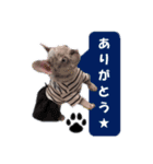 フレンチブルドッグ かわいい（個別スタンプ：3）