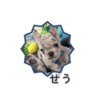 フレンチブルドッグ かわいい（個別スタンプ：5）