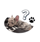 フレンチブルドッグ かわいい（個別スタンプ：6）