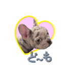 フレンチブルドッグ かわいい（個別スタンプ：8）