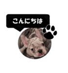 フレンチブルドッグ かわいい（個別スタンプ：11）