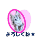 フレンチブルドッグ かわいい（個別スタンプ：12）