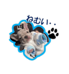 フレンチブルドッグ かわいい（個別スタンプ：13）