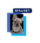 フレンチブルドッグ かわいい（個別スタンプ：15）