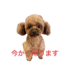 ララ達2（個別スタンプ：1）