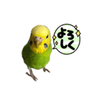 ソラミとやまとの日常挨拶（個別スタンプ：7）