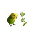 ソラミとやまとの日常挨拶（個別スタンプ：8）