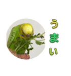 ソラミとやまとの日常挨拶（個別スタンプ：13）