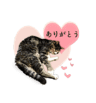 日常使える・猫のあんこと仲間たち（個別スタンプ：1）