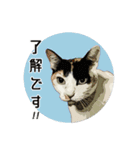 日常使える・猫のあんこと仲間たち（個別スタンプ：2）