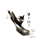 日常使える・猫のあんこと仲間たち（個別スタンプ：3）