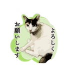 日常使える・猫のあんこと仲間たち（個別スタンプ：4）