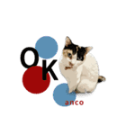 日常使える・猫のあんこと仲間たち（個別スタンプ：5）