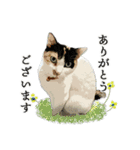 日常使える・猫のあんこと仲間たち（個別スタンプ：7）