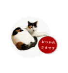 日常使える・猫のあんこと仲間たち（個別スタンプ：8）