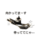 日常使える・猫のあんこと仲間たち（個別スタンプ：11）