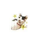 日常使える・猫のあんこと仲間たち（個別スタンプ：16）