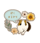 道産子モルモットのまるきち‪ ·͜·（個別スタンプ：1）