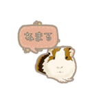 道産子モルモットのまるきち‪ ·͜·（個別スタンプ：11）