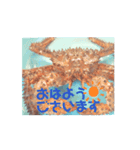 カニcrab（個別スタンプ：5）