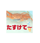 カニcrab（個別スタンプ：7）