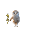 動くフクロウって伝えなきゃ（個別スタンプ：2）