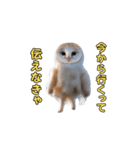 動くフクロウって伝えなきゃ（個別スタンプ：9）