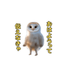 動くフクロウって伝えなきゃ（個別スタンプ：11）