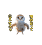 動くフクロウって伝えなきゃ（個別スタンプ：16）