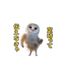 動くフクロウって伝えなきゃ（個別スタンプ：19）