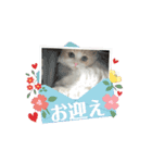 動く猫しえるくん(こっち)（個別スタンプ：15）