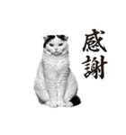 犬猫待ち合わせ（個別スタンプ：4）