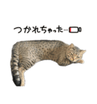 犬猫待ち合わせ（個別スタンプ：5）