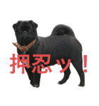 犬猫待ち合わせ（個別スタンプ：6）
