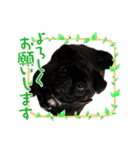 犬猫待ち合わせ（個別スタンプ：7）