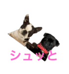 犬猫待ち合わせ（個別スタンプ：8）