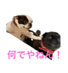 犬猫待ち合わせ（個別スタンプ：9）