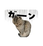 犬猫待ち合わせ（個別スタンプ：10）