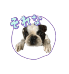 犬猫待ち合わせ（個別スタンプ：11）