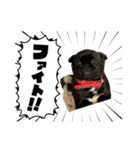犬猫待ち合わせ（個別スタンプ：12）