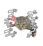 犬猫待ち合わせ（個別スタンプ：14）