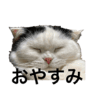 犬猫待ち合わせ（個別スタンプ：15）