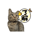 犬猫待ち合わせ（個別スタンプ：17）