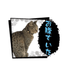 犬猫待ち合わせ（個別スタンプ：19）