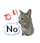 犬猫待ち合わせ（個別スタンプ：20）