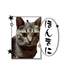 犬猫待ち合わせ（個別スタンプ：21）