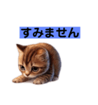 リアルかわいい子猫のスタンプ（個別スタンプ：10）