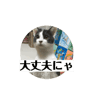 子猫ロイミトスタンプ②アニメーションver（個別スタンプ：7）